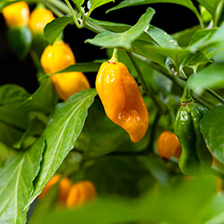 7 Pot Chilisamen