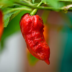 Bhut Jolokia Chilisamen