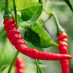 Cayennechilisamen