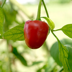 Kirschchilisamen