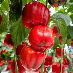 Blockpaprika