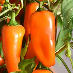 Snackpaprika