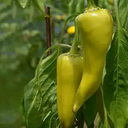 Spitzpaprika