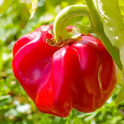 Tomatenpaprika