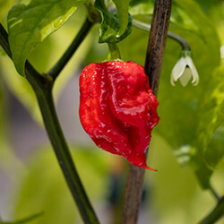 Reaper Chilisamen
