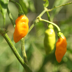 Aji Chilipflanzen